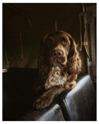 A cover of "Dog necklace" cluster. The owner is mediary. The cluster consists of 21 elements.