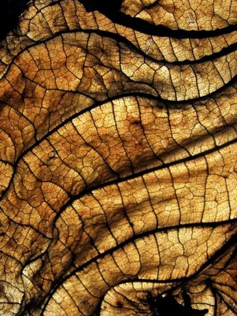 A cover of "Detail Texture (Material" cluster. The owner is atoniaavatr. The cluster consists of 304 elements. 2 create it.