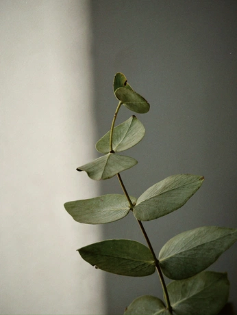 A cover of "Plants" cluster. The owner is silverf0xii. The cluster consists of 61 elements.