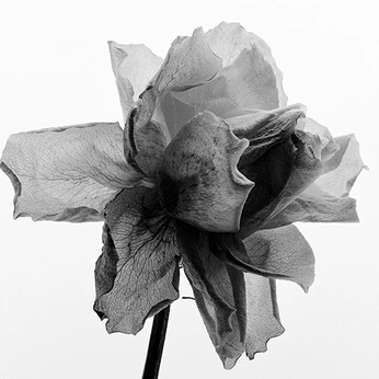 A cover of "Life..." cluster. The owner is emoqi. The cluster consists of 84 elements.