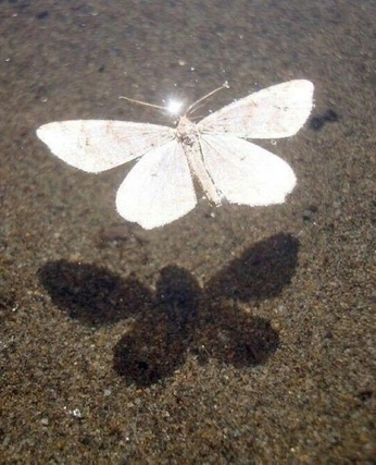 A cover of "k" cluster. The owner is whoisreth. The cluster consists of 11 elements.