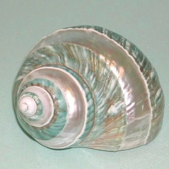 A cover of "alma feed" cluster. The owner is tefi123. The cluster consists of 2 elements.