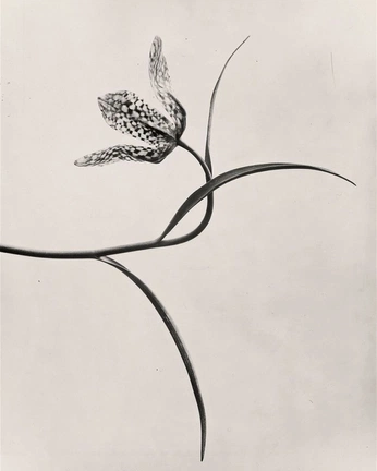 A cover of "Flowers" cluster. The owner is addisonryan. The cluster consists of 4 elements.