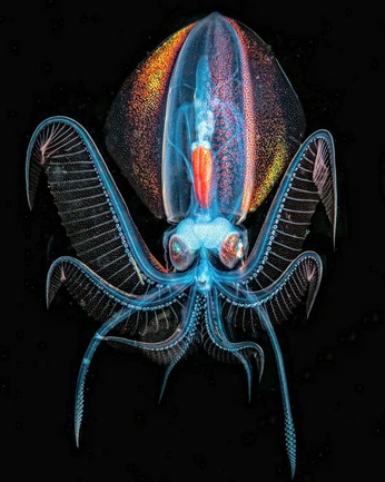 A cover of "beings" cluster. The owner is nikki.talia. The cluster consists of 9 elements.