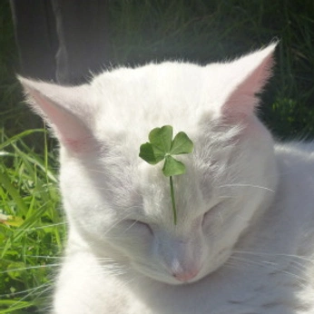 A cover of "friend" cluster. The owner is tink. The cluster consists of 13 elements.