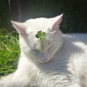 A cover of "Photography" cluster. The owner is escoo. The cluster consists of 37 elements.