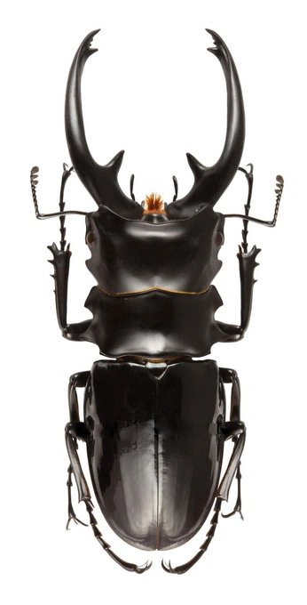 A cover of "🪲✨" cluster. The owner is blackcoffeepot. The cluster consists of 16 elements.