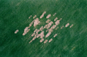 A cover of "Dirty Turkeys Mood Board" cluster. The owner is alexajoy. The cluster description is "directed by Alexa Joy". The cluster consists of 83 elements.