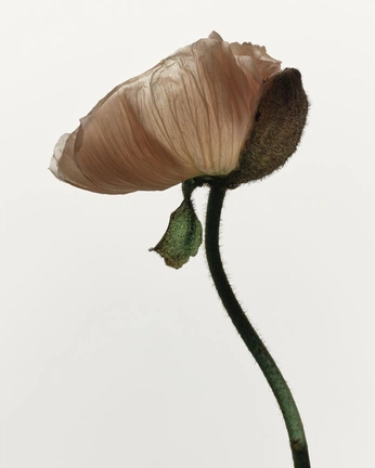 A cover of "Flowers" cluster. The owner is rahabq. The cluster consists of 15 elements.