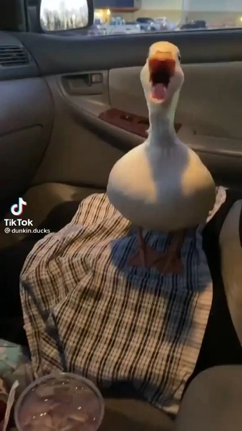 A cover of "Ducks" cluster. The owner is serrysef. The cluster consists of 30 elements.