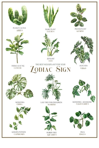 A cover of "Plant" cluster. The owner is giuliabertho. The cluster consists of 1 element.