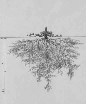 A cover of "plantrelationships" cluster. The owner is meryjackowska. The cluster consists of 77 elements.