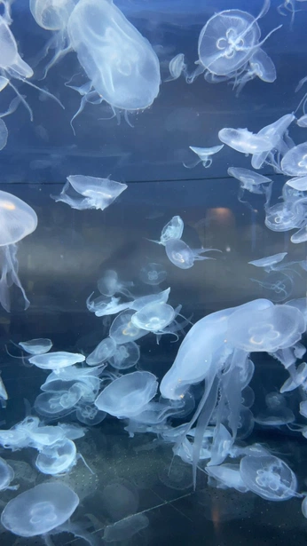 A cover of "inspo" cluster. The owner is kayaftw. The cluster consists of 27 elements.