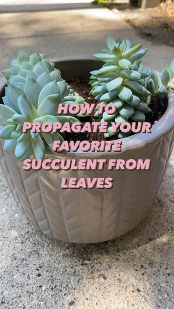 A cover of "House plants" cluster. The owner is castlesque. The cluster consists of 5 elements.