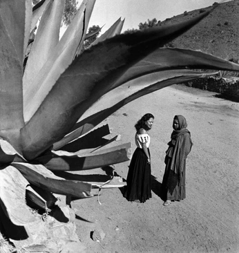 A cover of "INDIO" cluster. The owner is marianadeluna. The cluster consists of 2 elements.