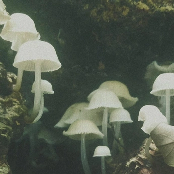 A cover of "Nature" cluster. The owner is doronb. The cluster consists of 521 elements.