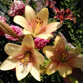 A cover of "flowers" cluster. The owner is sarahelianne. The cluster consists of 44 elements.