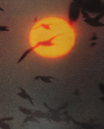 A cover of "Ash" cluster. The owner is paige14. The cluster consists of 5 elements.