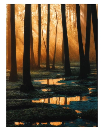 A cover of "forest" cluster. The owner is minamachtart. The cluster consists of 11 elements.