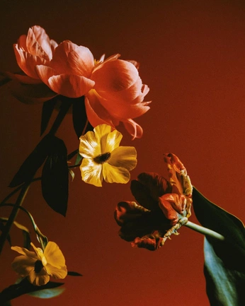 A cover of "Flores" cluster. The owner is albertoflores. The cluster consists of 7 elements.