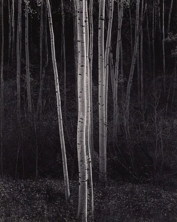 A cover of "Project - Bambi" cluster. The owner is florisnemis. The cluster consists of 1 element.