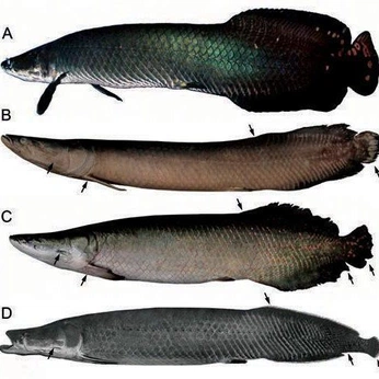 A cover of "fishz" cluster. The owner is aycaclsr. The cluster consists of 1 element.