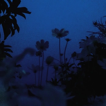 A cover of "damnfold unfolded" cluster. The owner is rubai. The cluster description is "rubai's photography portfolio". The cluster consists of 21 elements.