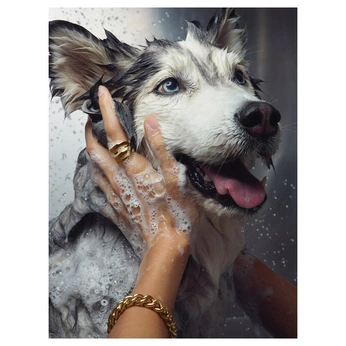 A cover of "pet spa" cluster. The owner is haus.casacreativ. The cluster consists of 20 elements.