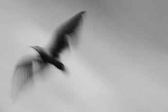 A cover of "Birds" cluster. The owner is mnzrfaruk. The cluster consists of 33 elements.