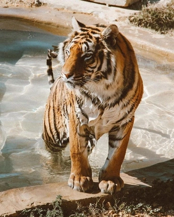 A cover of "Wildlife" cluster. The owner is whaleofneptune. The cluster consists of 3 elements.