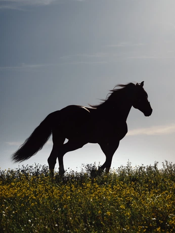 A cover of "动物" cluster. The owner is ulyssess. The cluster consists of 4 elements.
