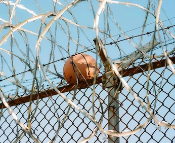 A cover of "SDS: Client Project" cluster. The owner is sveva. The cluster consists of 15 elements.