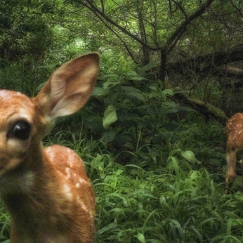 A cover of "In the forest" cluster. The owner is heavennlyyy. The cluster consists of 7 elements.