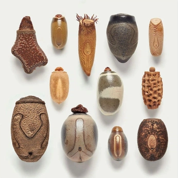 A cover of "insects" cluster. The owner is stayinbuzzed. The cluster consists of 27 elements.