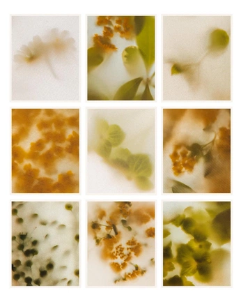 A cover of "B O T A N I C A L" cluster. The owner is ruthf. The cluster consists of 8 elements.