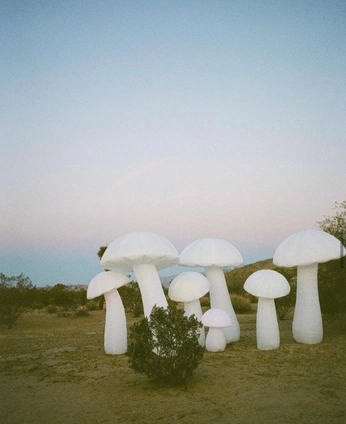 A cover of "Mushroom Fairy CNK" cluster. The owner is tbjeremiah. The cluster consists of 19 elements.