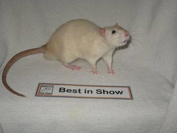 A cover of "lol" cluster. The owner is ruchaaaa. The cluster consists of 8 elements.