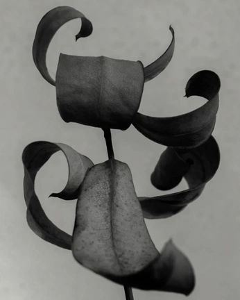 A cover of "Referencias" cluster. The owner is rkornhauser. The cluster consists of 6 elements.