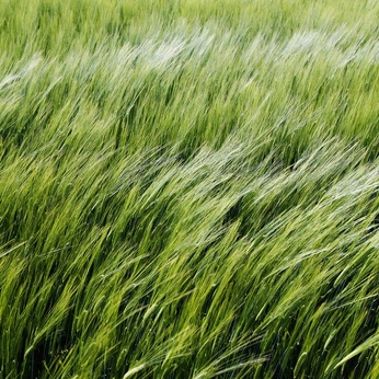 A cover of "Verdant" cluster. The owner is skytyrant. The cluster description is "what grows, grows, grows". The cluster consists of 14 elements.