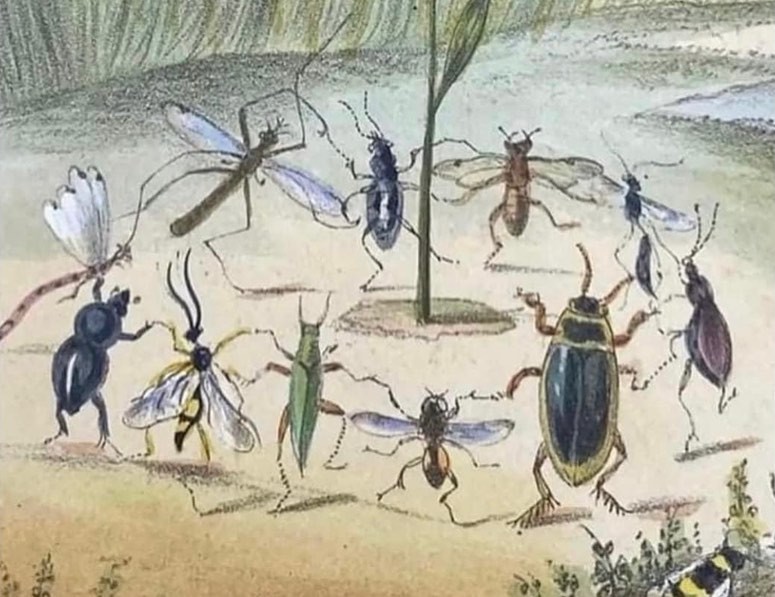 insects