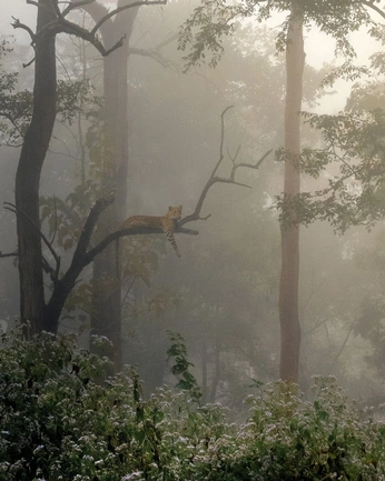 A cover of "wild" cluster. The owner is angelinaa. The cluster consists of 8 elements.