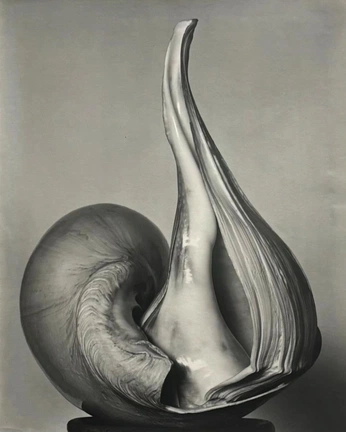 A cover of "sustain. f. moodboard" cluster. The owner is kikitranova. The cluster consists of 44 elements.