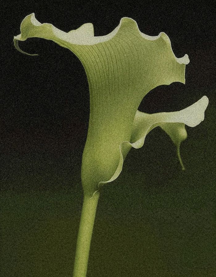 A Pinterest pin added by luna on Jun 18, 2024. The author is .... May present: selenicereus anthonyanus, plant, flower, petal, botany.