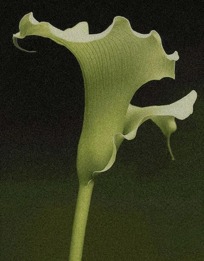 A Pinterest pin added by luna on Jun 18, 2024. The author is .... May present: selenicereus anthonyanus, plant, flower, petal, botany.