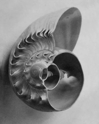 A cover of "raro.cc imagery" cluster. The owner is carinepimentel. The cluster consists of 149 elements.