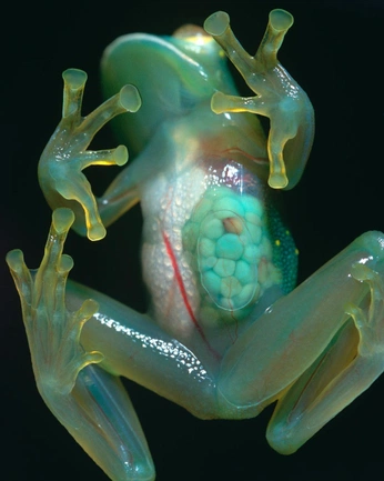 A cover of "Animals" cluster. The owner is c00lcat. The cluster consists of 30 elements.