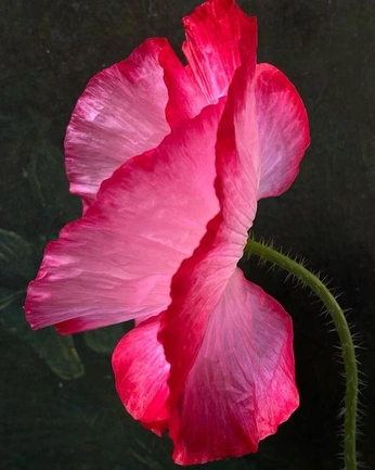 A cover of "Flowers" cluster. The owner is yoribor. The cluster consists of 24 elements.