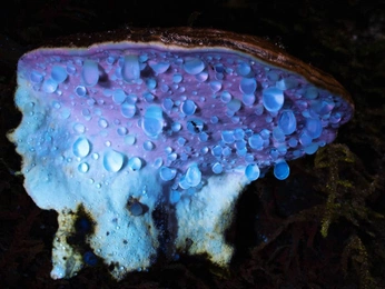 A cover of "Motifs" cluster. The owner is gaiaost. The cluster consists of 2 elements.