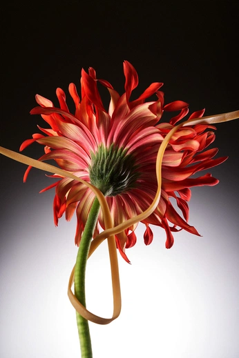 A cover of "LORE" cluster. The owner is eiderr. The cluster consists of 94 elements.