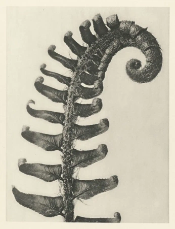 A cover of "Wonders" cluster. The owner is clarss. The cluster consists of 14 elements.